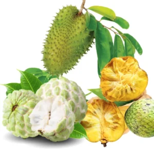 Annona Tree Live Plant - Starter Seedling 5-10 inch - Tropical Flavor