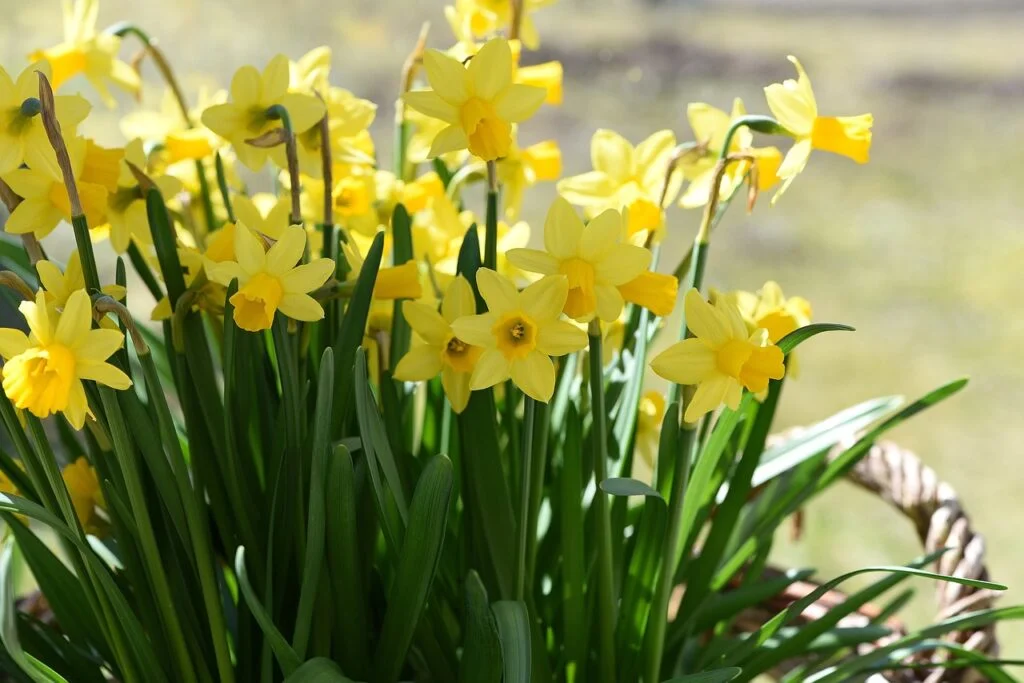 What Flowers to Plant in September - Daffodil
