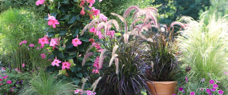 How to care for fountain grass
