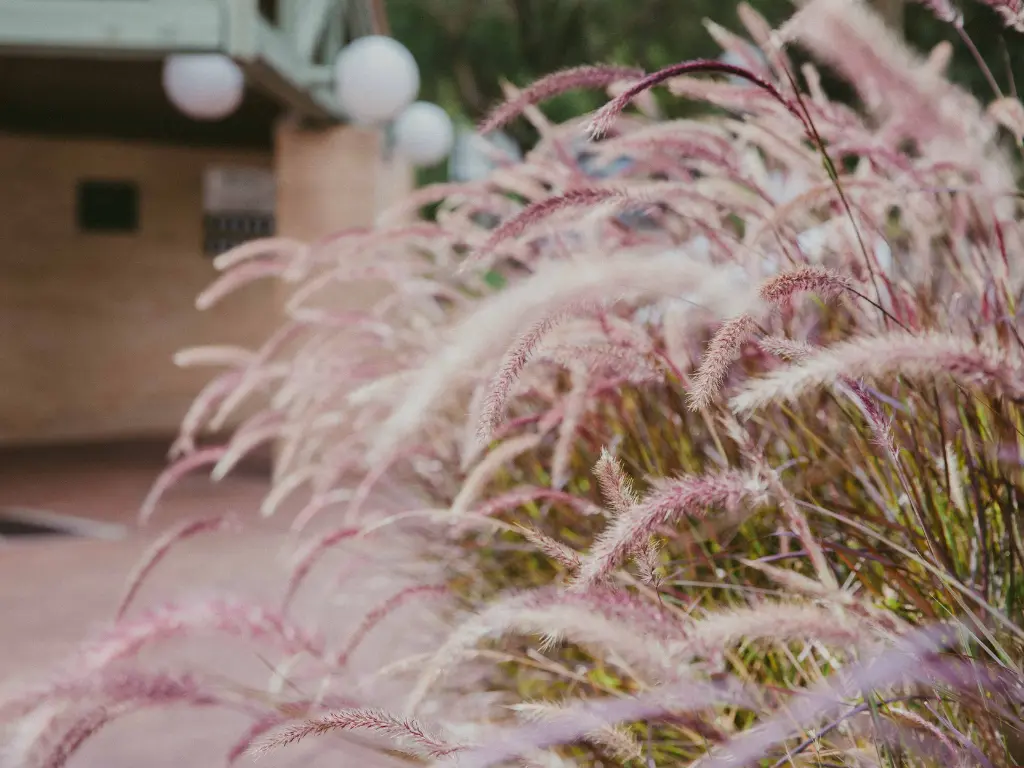 purple fountain grass