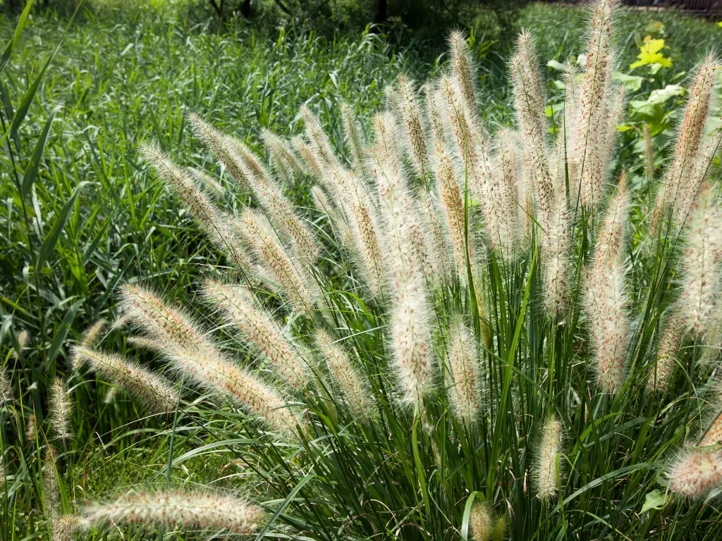 Fountain Grass Plants