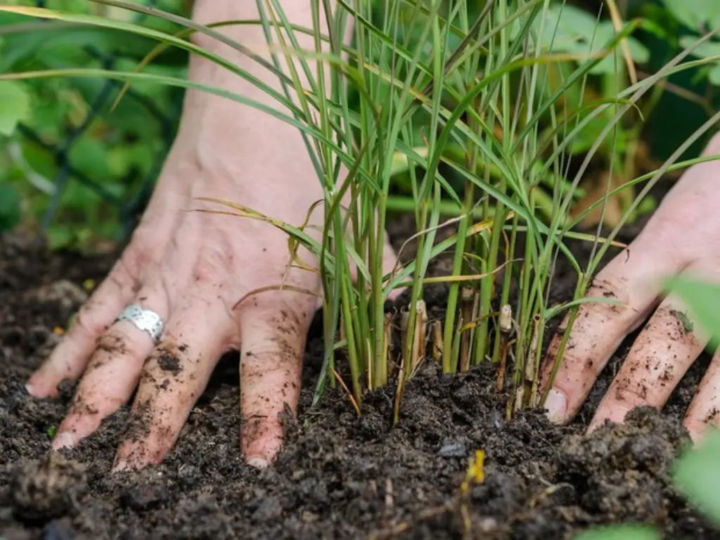 planting fountain grass