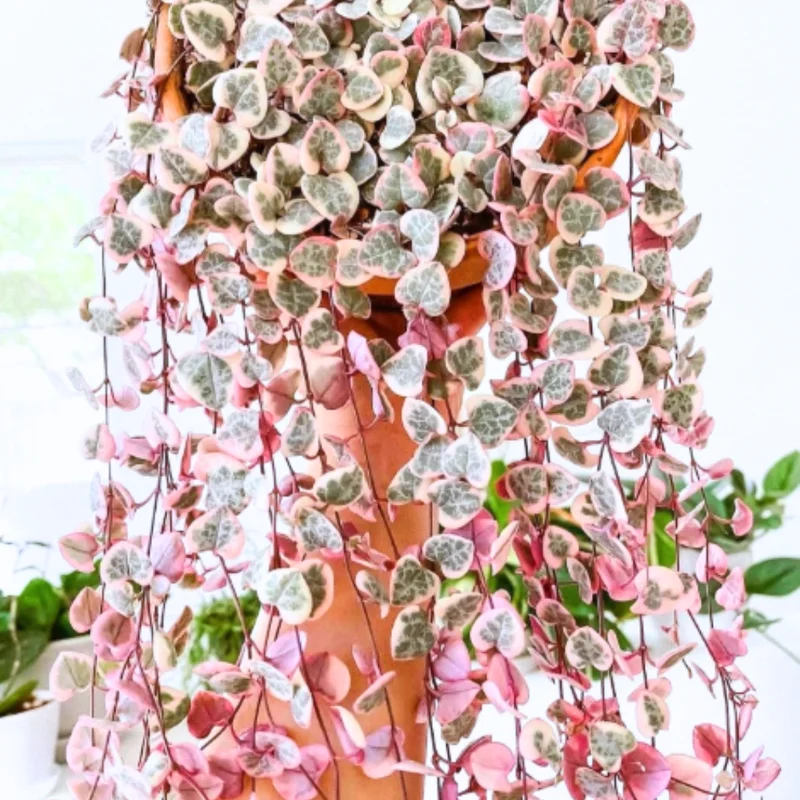 Trailing Succulent Plant Live Indoor Houseplant in Pot - Hanging Vine