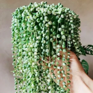 Trailing Succulent Plant Live Indoor Houseplant in Pot - Hanging Vine