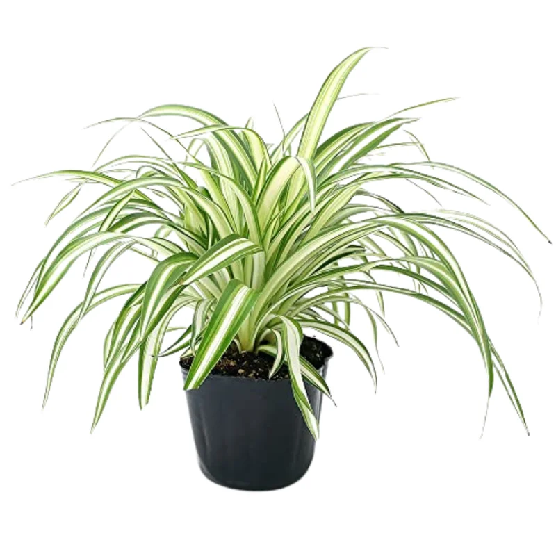 Curly Spider Plant Set - 2 Live Variegated Houseplants 3-5 Inches