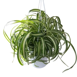 Curly Spider Plant Set - 2 Live Variegated Houseplants 3-5 Inches