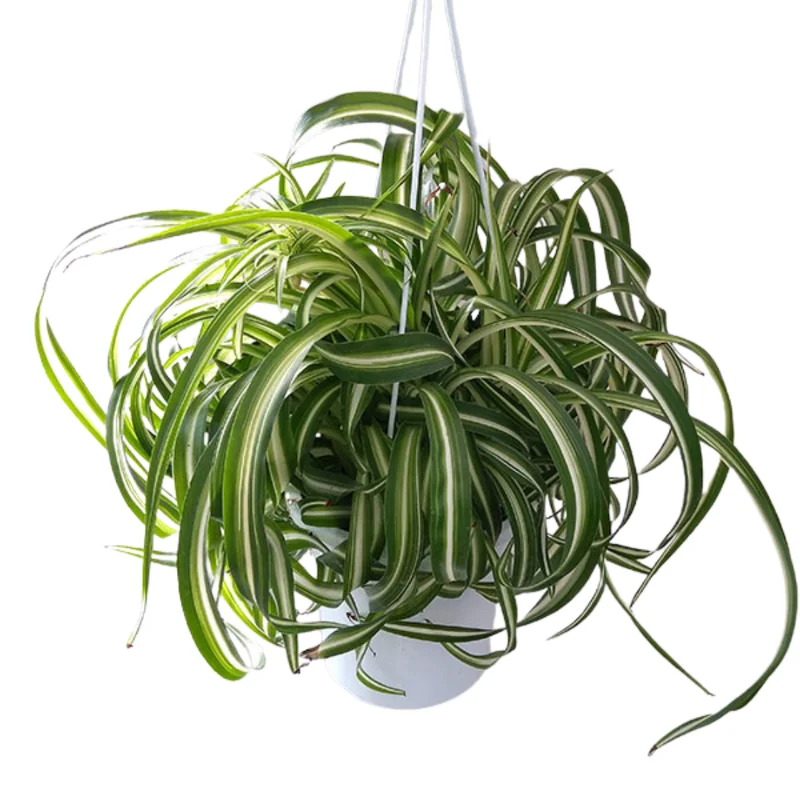 Curly Spider Plant Set - 2 Live Variegated Houseplants 3-5 Inches