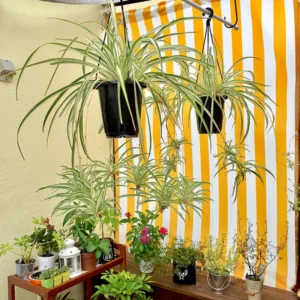 Curly Spider Plant Set - 2 Live Variegated Houseplants 3-5 Inches