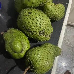 Soursop Plant Live - Guanabana Tree Sapling - 5-8 Inches - Tropical Fruit Tree for Gardening Outdoor