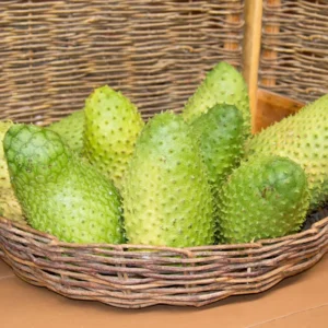 Soursop Plant Live - Guanabana Tree Sapling - 5-8 Inches - Tropical Fruit Tree for Gardening Outdoor