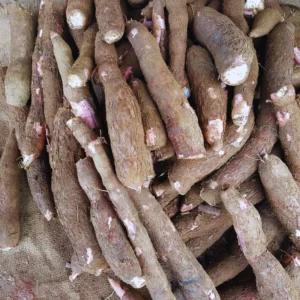 Cassava Cuttings for Planting - 10 Live Cuttings - 6-9 Inches - Grow Indoor/Outdoor