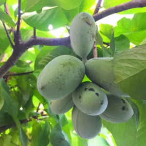 Pawpaw Tree Live Plant 6-12 Inches Tall - Paw Paw Growing Plant