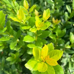 Sweet Bay Leaf Plant Live - Laurus Nobilis Bay Laurel Tree - 4-8 Inches