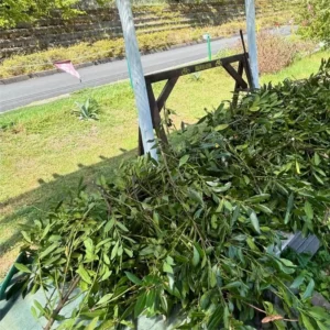 Sweet Bay Leaf Plant Live - Laurus Nobilis Bay Laurel Tree - 4-8 Inches