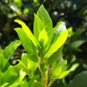 Laurus Nobilis Bay Laurel Tree Live Plant 5-7 Inches Gardening Sweet Bay Leaf