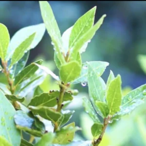 Laurus Nobilis Bay Laurel Tree Live Plant 5-7 Inches Gardening Sweet Bay Leaf