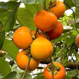 Persimmon Tree Live Plant Cold Hardy 6-12 Inches