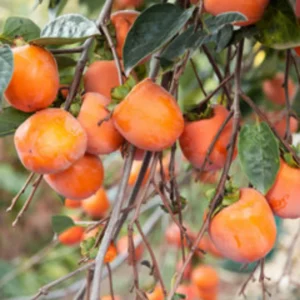 Persimmon Tree Live Plant - Cold Hardy Variety - Quart Pot - 6-10 Inches