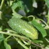 Cucumber Plants Live for Planting - Vegetable Plants - 3-5 Inches Tall