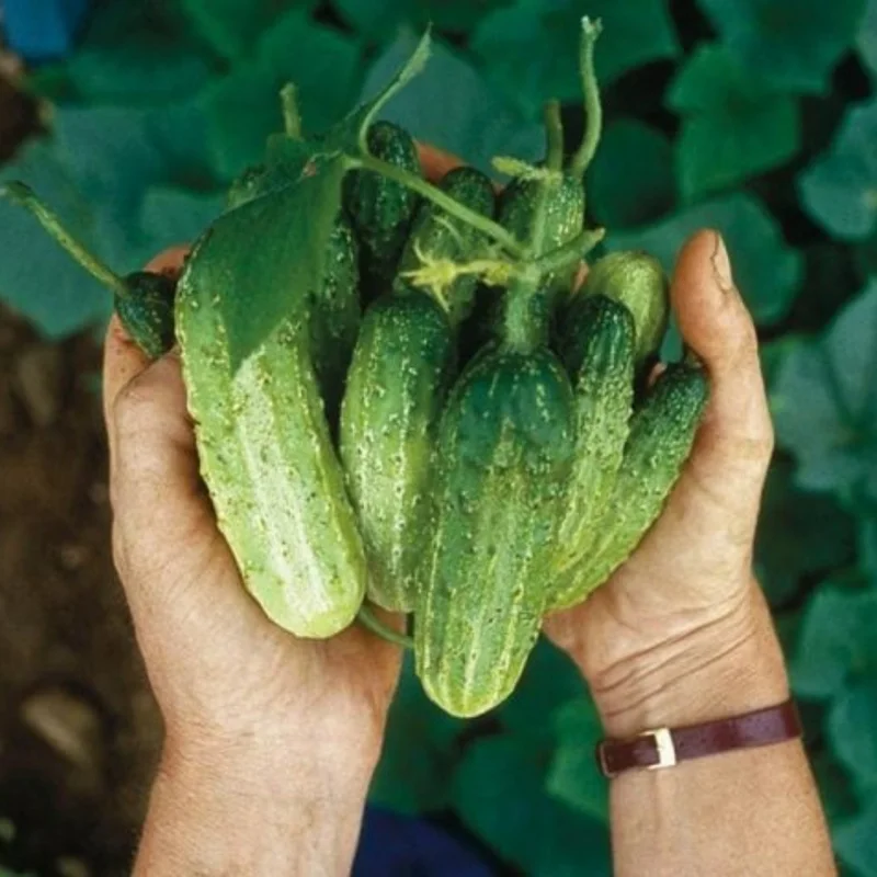 Live Cucumber Plants - Set of 2 Green Vegetable Plants 4-6 Inches