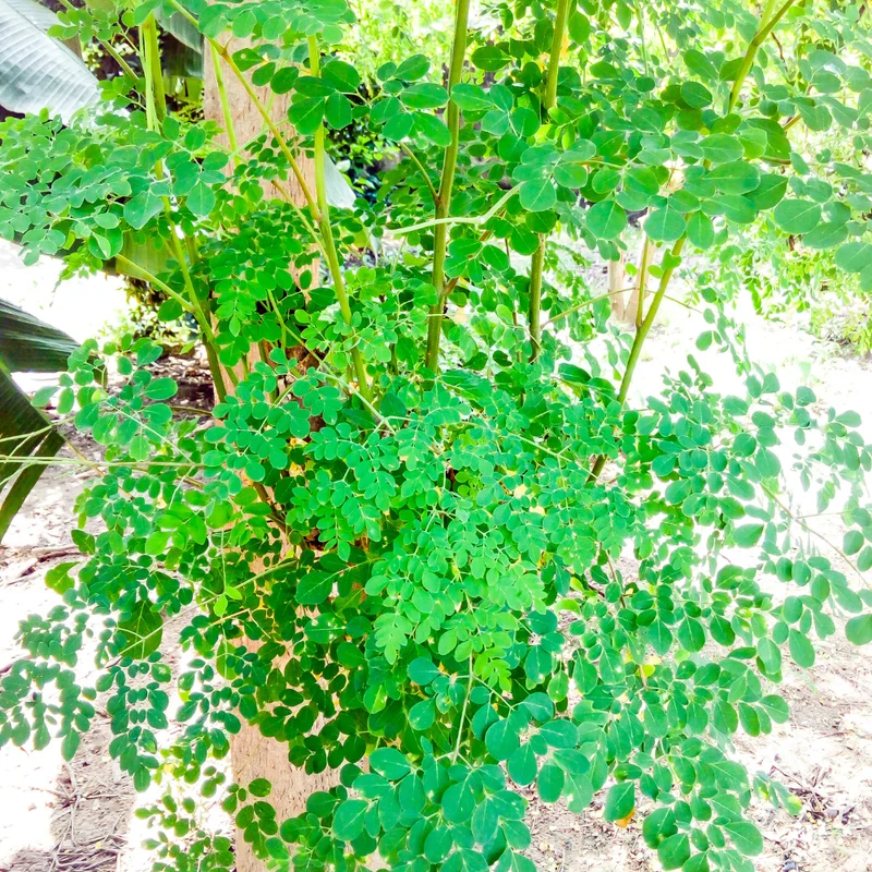 Dwarf Moringa Tree Plant Live - 1 to 2 Feet - Indoor/Outdoor