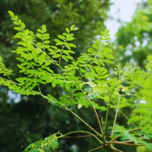 Moringa Plants Live - Dwarf Moringa Trees 6-8 Inches - Gardening Plants
