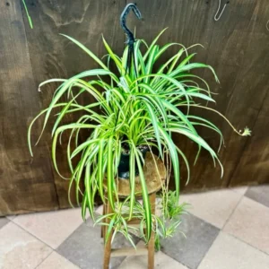 Green Curly Spider Plant Live Houseplant - 4 Inch Potted Vine