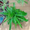 Green Curly Spider Plant Live Houseplant - 4 Inch Potted Vine