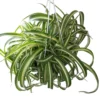 Variegated Curly Spider Plant Live - 4 Inch Houseplant Indoor