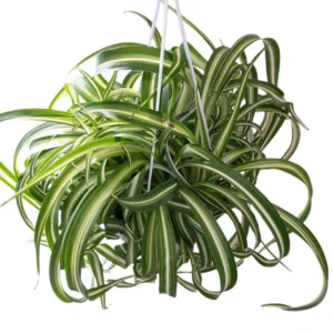 Variegated Curly Spider Plant Live - 4 Inch Houseplant Indoor