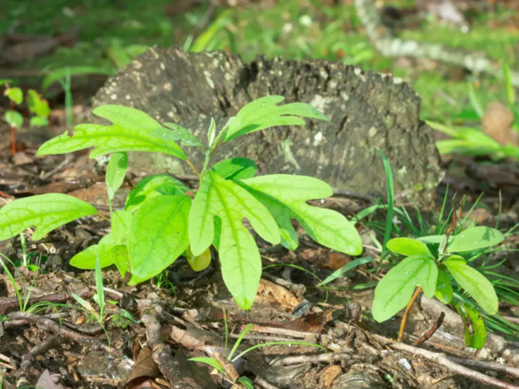 How To Grow Fragrant Sassafrass Trees From seedlings