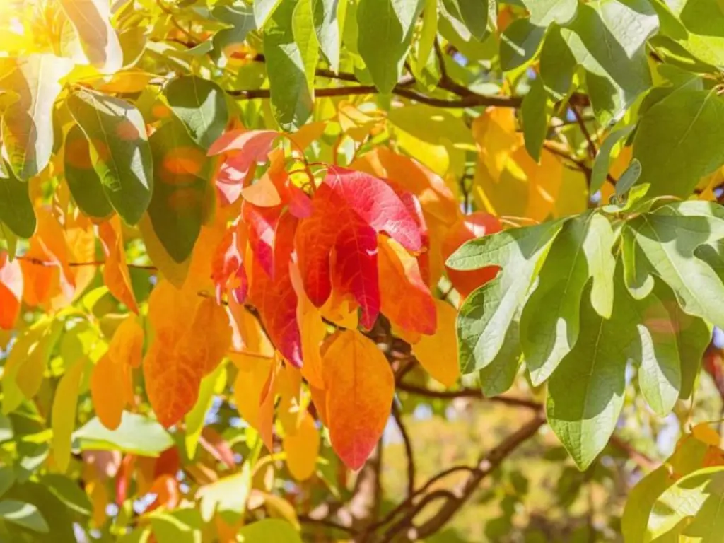Sassafras leaves in fall