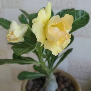 Desert Rose Plant Live - Double Yellow Adenium, 4-7 Inch Perennial Flower