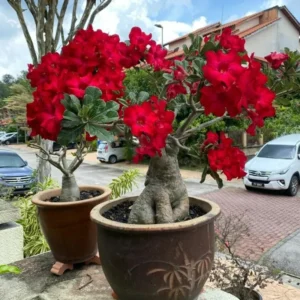 Desert Rose Plant Live - Red Adenium Succulent, 4-7 Inch, Indoor/Outdoor