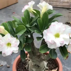 Desert Rose Plant Live - White Adenium Succulent, 4-7 Inch, Indoor/Outdoor