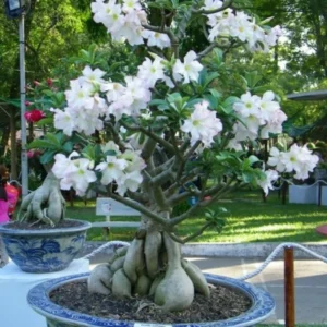 Desert Rose Plant Live - White Adenium Succulent, 4-7 Inch, Indoor/Outdoor