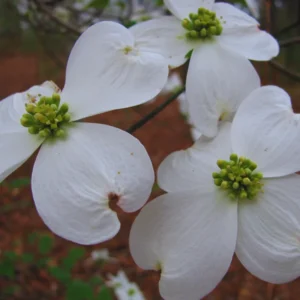White Flowering Dogwood Tree Live Plant 6-12 Inches Tall Shrub