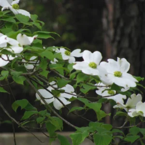 White Flowering Dogwood Tree Live Plant 6-12 Inches Tall Shrub