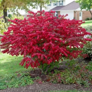 Dwarf Burning Bush Live Plant 5-7 Inch Red Shrub Garden Decor