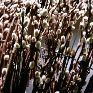 Pussy Willow Tree Live Plant - 2.5 Inch Pot - Garden Tree Sapling
