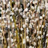 Pussy Willow Plant Live Tree - 5 to 7 Inches - Garden Ready