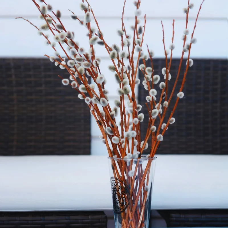 Pussy Willow Plant Live Tree - 5 to 7 Inches - Garden Ready