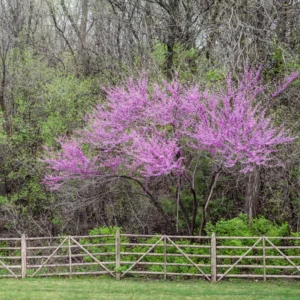 Eastern Redbud Tree Live Plant 6-12 Inches - Red Bud Trees