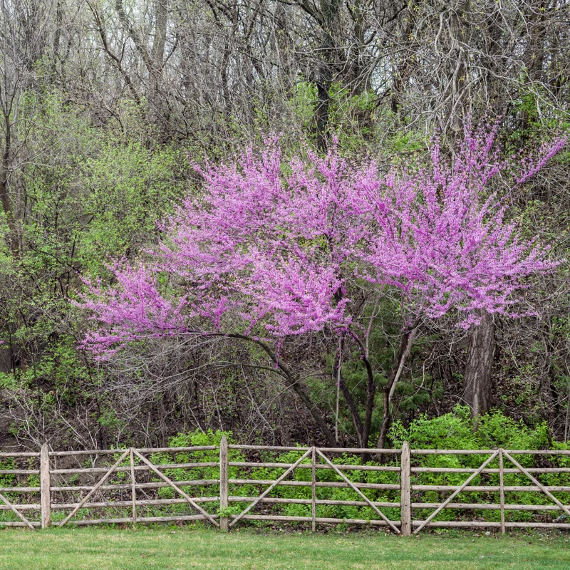 Eastern Redbud Tree Live Plant 6-12 Inches - Red Bud Trees