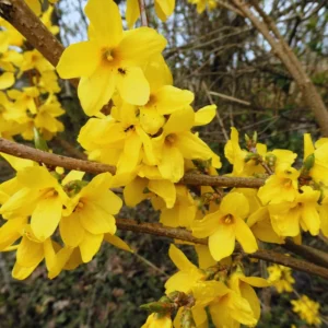 Forsythia Plant Live - Lynwood Gold Bush - Quart Pot - Spring Blooms