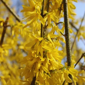 Forsythia Plant Live - Lynwood Gold Bush - Quart Pot - Spring Blooms
