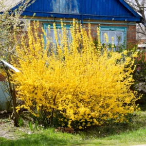 Forsythia Plant Live - Lynwood Gold Bush - Quart Pot - Spring Blooms