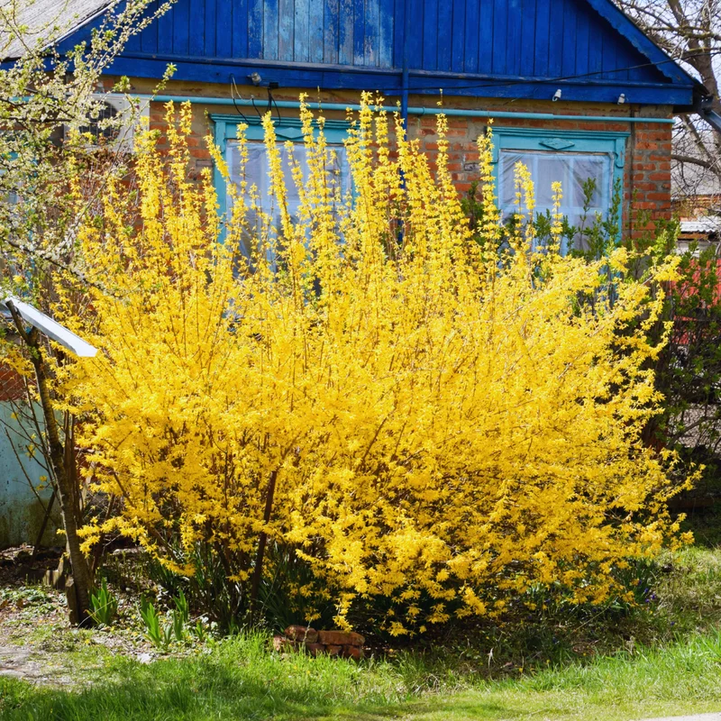 Forsythia Plant Live Lynwood Gold Bush 6-12 Inches Outdoor Gardening Shrub