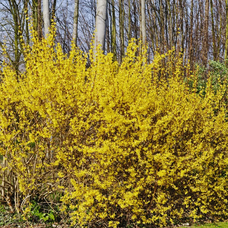 Forsythia Plant Live Lynwood Gold Bush 6-12 Inches Outdoor Gardening Shrub