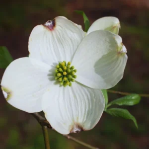 White Dogwood Tree Live Plant - Flowering Dogwood 6-12 Inches